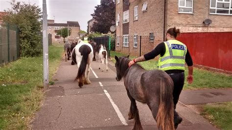 horses in london loose